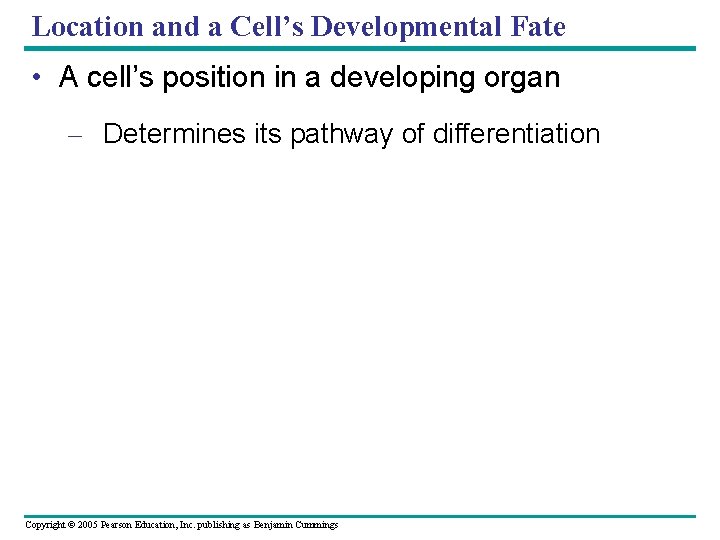 Location and a Cell’s Developmental Fate • A cell’s position in a developing organ