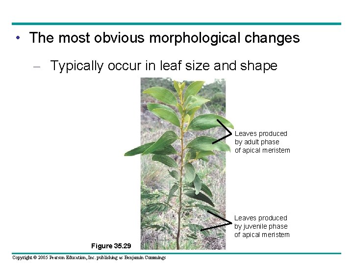  • The most obvious morphological changes – Typically occur in leaf size and