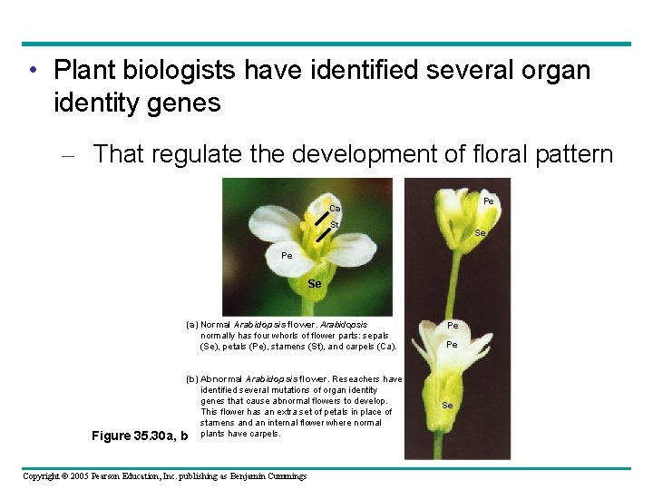  • Plant biologists have identified several organ identity genes – That regulate the