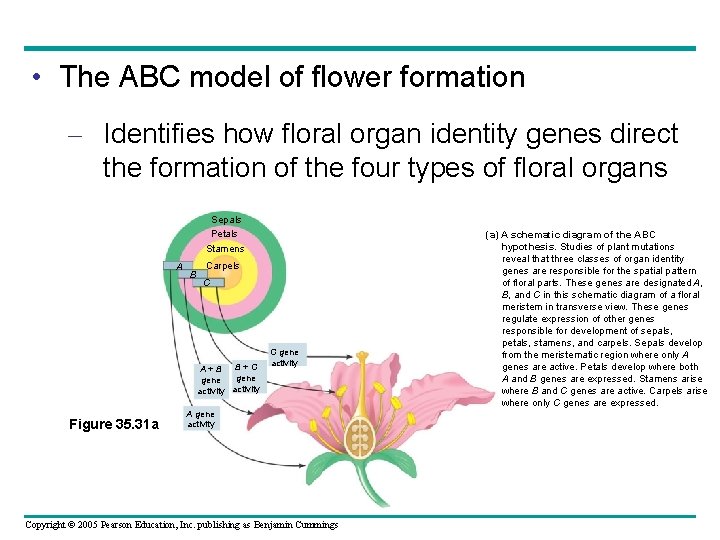  • The ABC model of flower formation – Identifies how floral organ identity