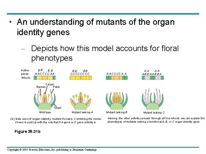  • An understanding of mutants of the organ identity genes – Depicts how