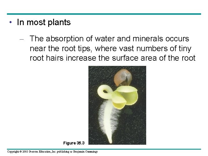  • In most plants – The absorption of water and minerals occurs near