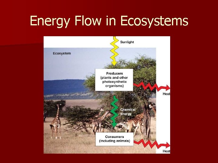 Energy Flow in Ecosystems 