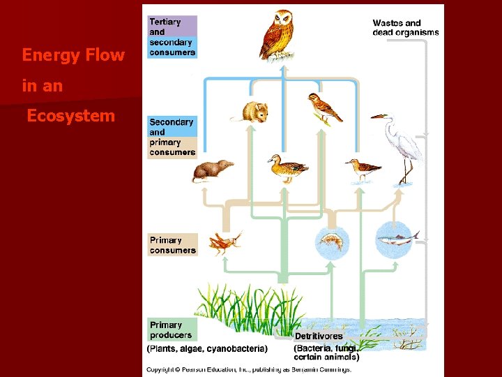 Energy Flow in an Ecosystem 