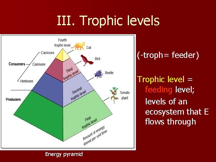 III. Trophic levels (-troph= feeder) Trophic level = feeding level; levels of an ecosystem