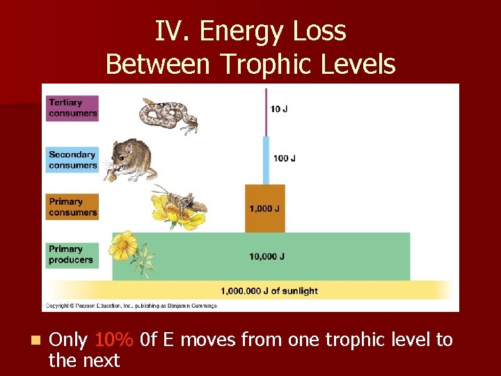 IV. Energy Loss Between Trophic Levels n Only 10% 0 f E moves from