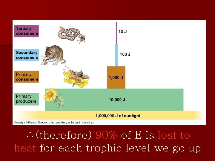 ∴(therefore) 90% of E is lost to heat for each trophic level we go