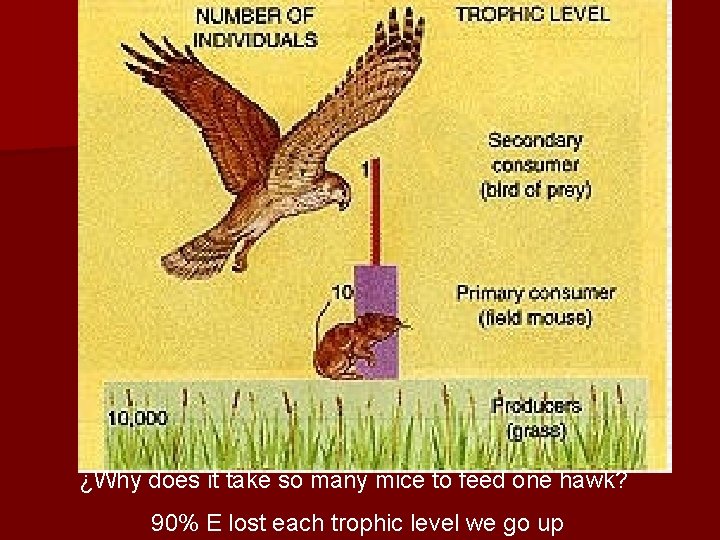 ¿Why does it take so many mice to feed one hawk? 90% E lost