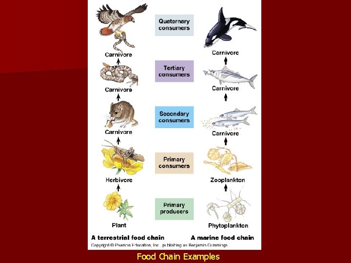 Food Chain Examples 