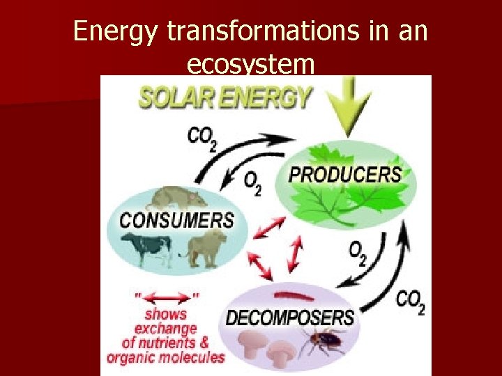 Energy transformations in an ecosystem 