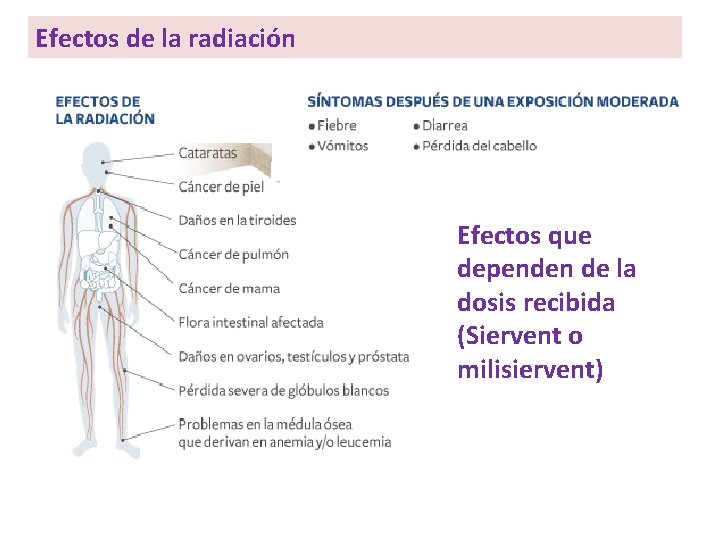 Efectos de la radiación Efectos que dependen de la dosis recibida (Siervent o milisiervent) Efectos de la radiación Efectos que dependen de la dosis recibida (Siervent o milisiervent)