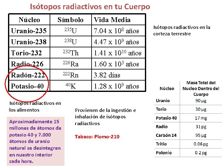 Isótopos radiactivos en tu Cuerpo Núcleo Uranio-235 Uranio-238 Torio-232 Radio-226 Radón-222 Potasio-40 Símbolo 235 Isótopos radiactivos en tu Cuerpo Núcleo Uranio-235 Uranio-238 Torio-232 Radio-226 Radón-222 Potasio-40 Símbolo 235