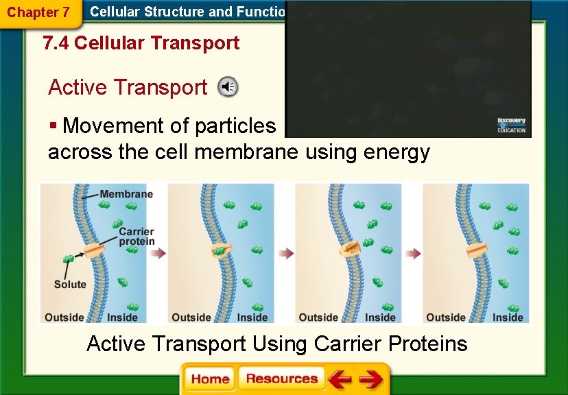 Chapter 7 Cellular Structure and Function 7. 4 Cellular Transport Active Transport § Movement