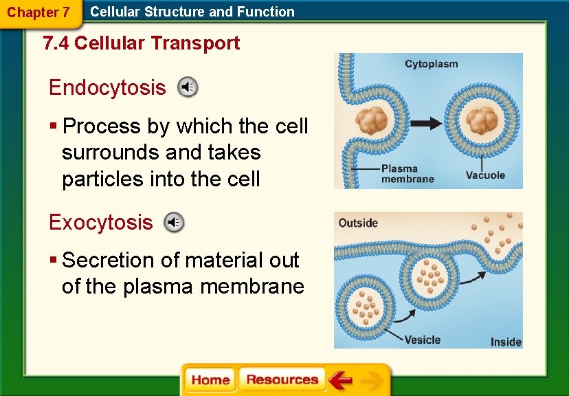 Chapter 7 Cellular Structure and Function 7. 4 Cellular Transport Endocytosis § Process by