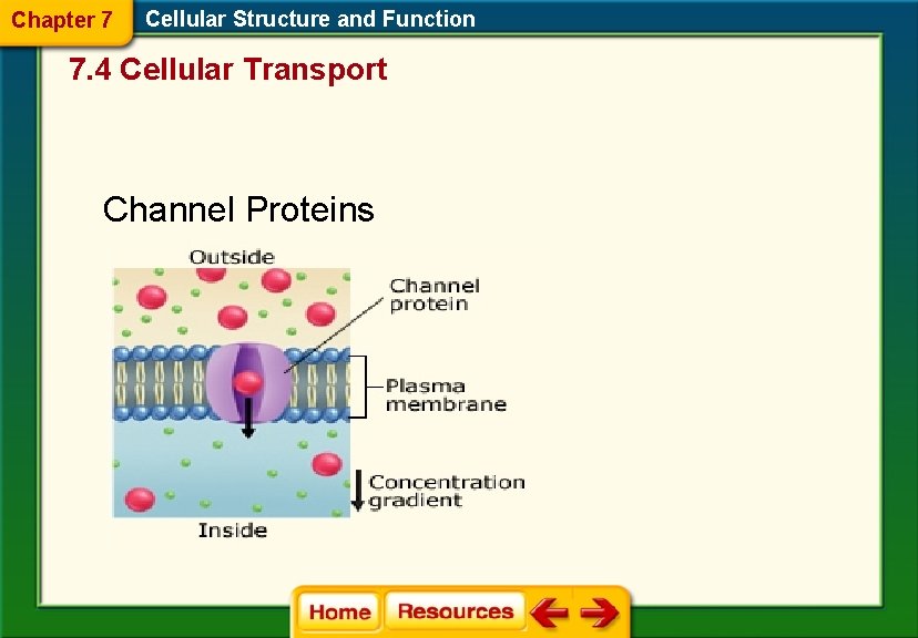 Chapter 7 Cellular Structure and Function 7. 4 Cellular Transport Channel Proteins 