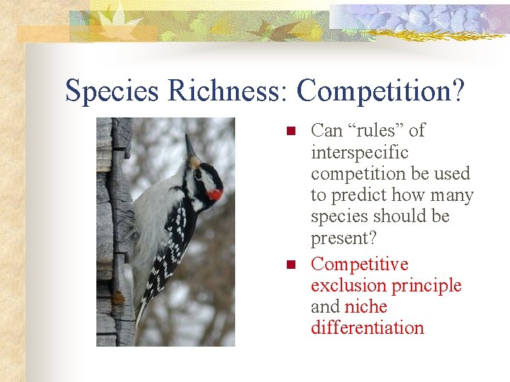 Species Richness: Competition? n n Can “rules” of interspecific competition be used to predict