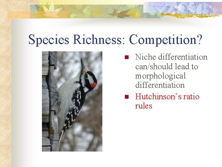 Species Richness: Competition? n n Niche differentiation can/should lead to morphological differentiation Hutchinson’s ratio