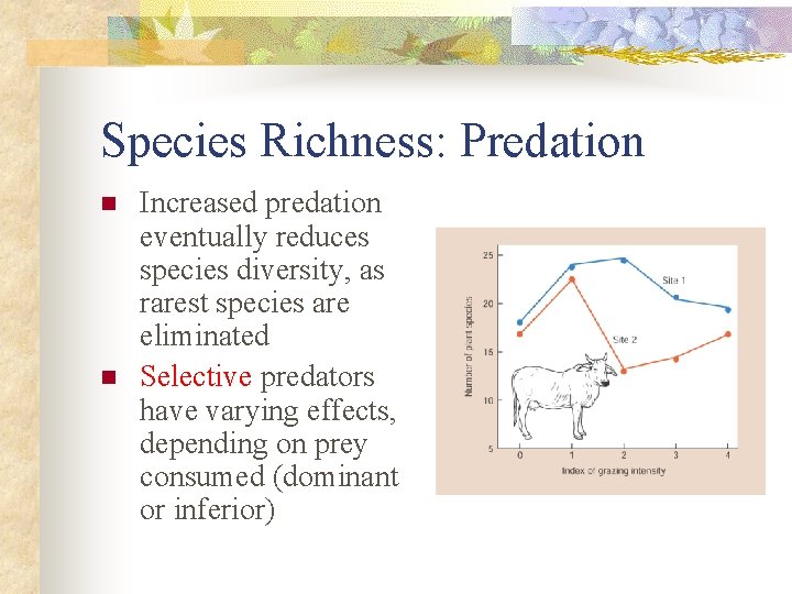 Species Richness: Predation n n Increased predation eventually reduces species diversity, as rarest species