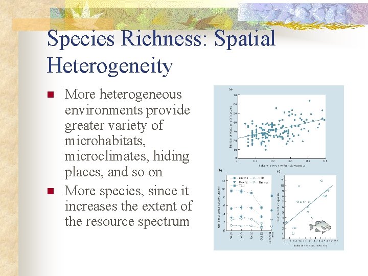 Species Richness: Spatial Heterogeneity n n More heterogeneous environments provide greater variety of microhabitats,