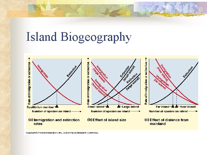 Island Biogeography 