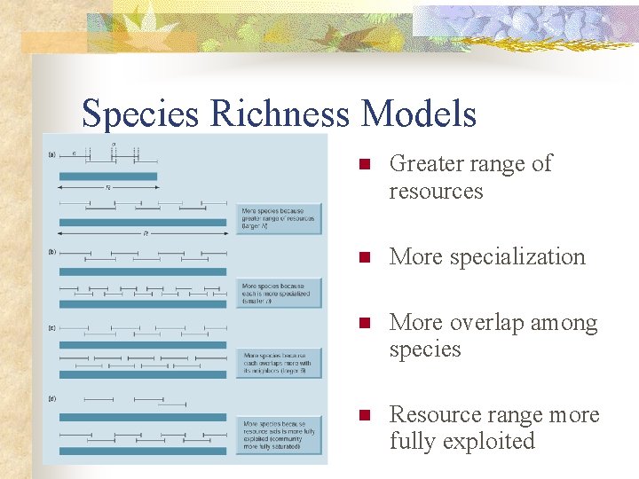 Species Richness Models n Greater range of resources n More specialization n More overlap