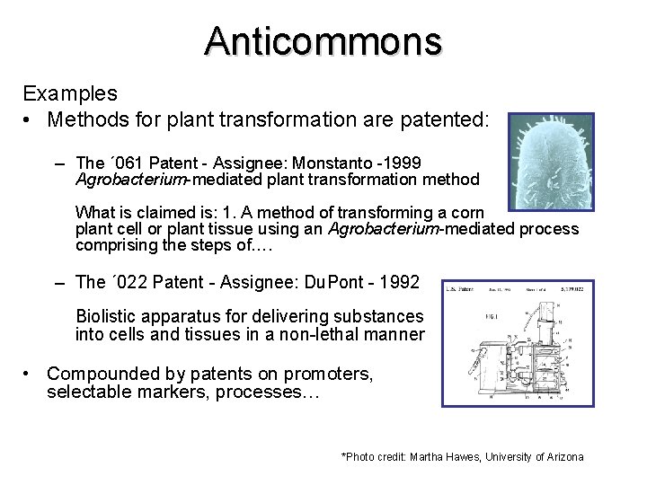 Anticommons Examples • Methods for plant transformation are patented: – The ´ 061 Patent