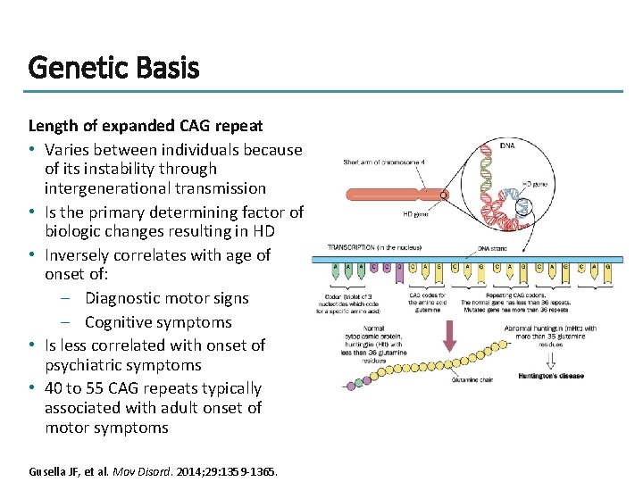 Genetic Basis Length of expanded CAG repeat • Varies between individuals because of its