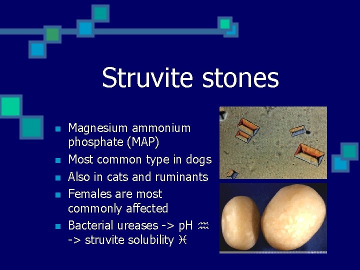 Struvite stones n n n Magnesium ammonium phosphate (MAP) Most common type in dogs