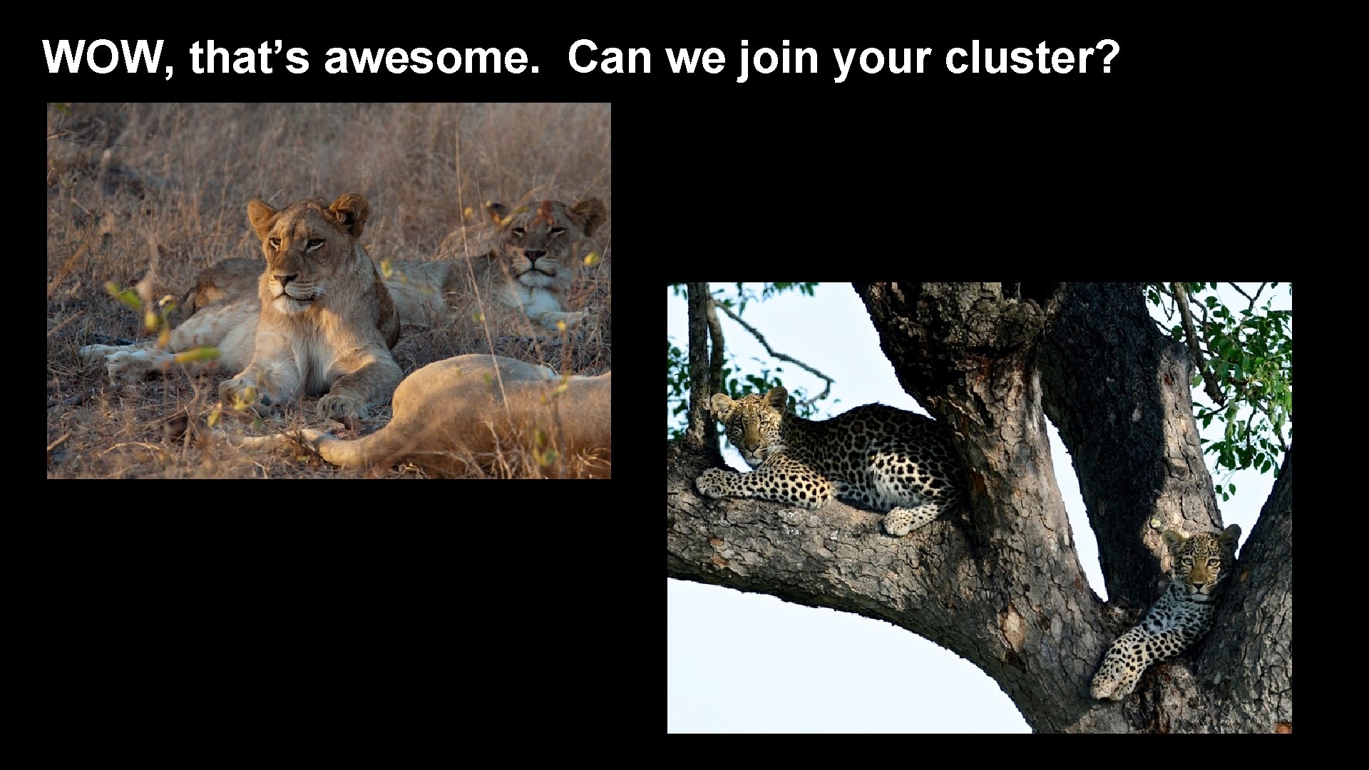 WOW, that’s awesome. Can we join your cluster? 