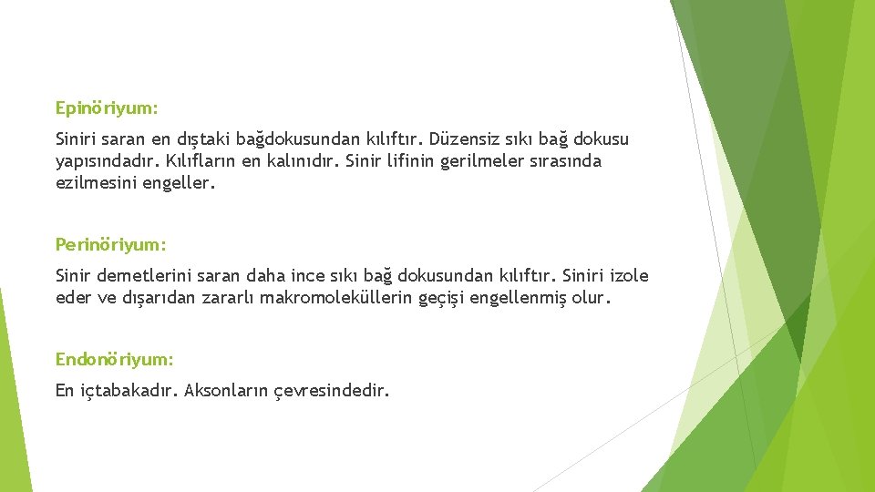 Epinöriyum: Siniri saran en dıştaki bağdokusundan kılıftır. Düzensiz sıkı bağ dokusu yapısındadır. Kılıfların en Epinöriyum: Siniri saran en dıştaki bağdokusundan kılıftır. Düzensiz sıkı bağ dokusu yapısındadır. Kılıfların en