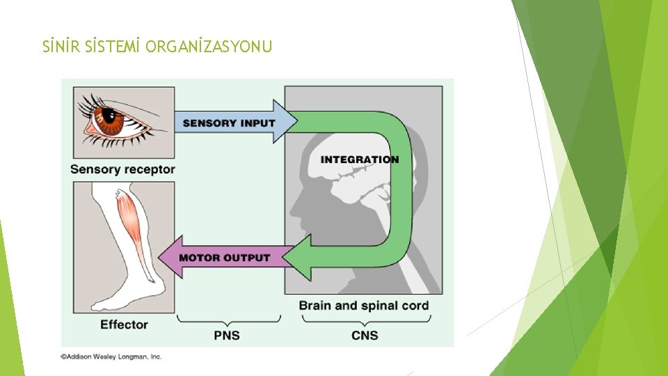 SİNİR SİSTEMİ ORGANİZASYONU SİNİR SİSTEMİ ORGANİZASYONU