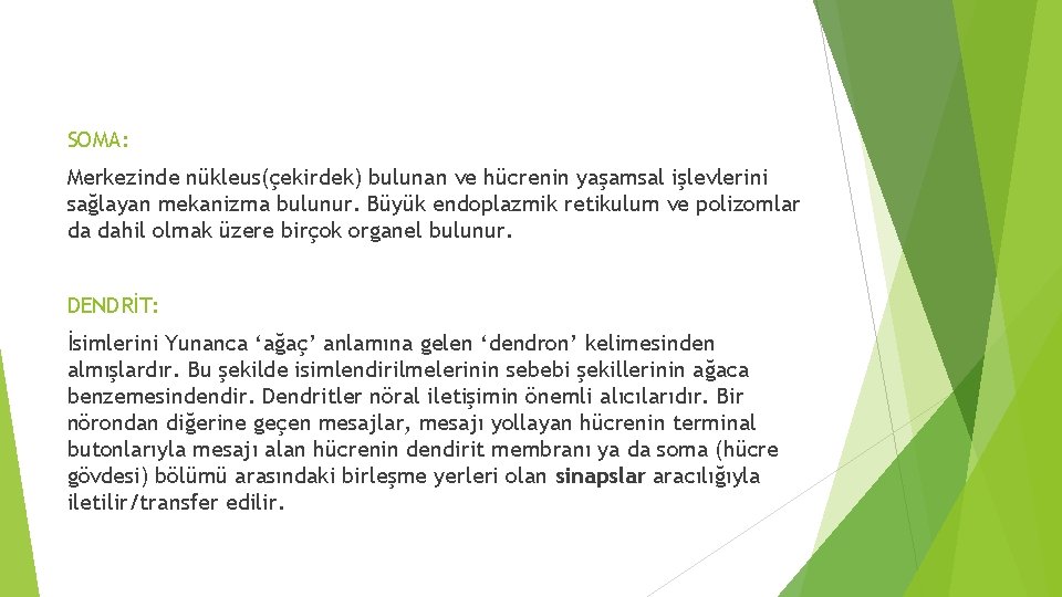 SOMA: Merkezinde nükleus(çekirdek) bulunan ve hücrenin yaşamsal işlevlerini sağlayan mekanizma bulunur. Büyük endoplazmik retikulum SOMA: Merkezinde nükleus(çekirdek) bulunan ve hücrenin yaşamsal işlevlerini sağlayan mekanizma bulunur. Büyük endoplazmik retikulum