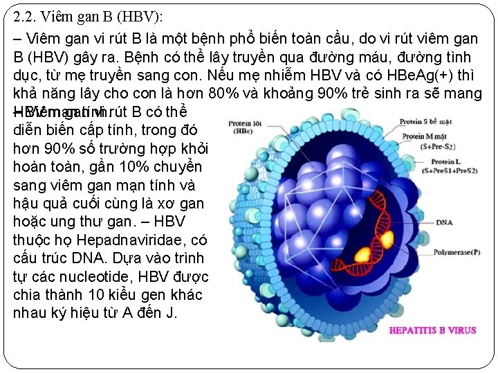 2. 2. Viêm gan B (HBV): ‒ Viêm gan vi rút B là một