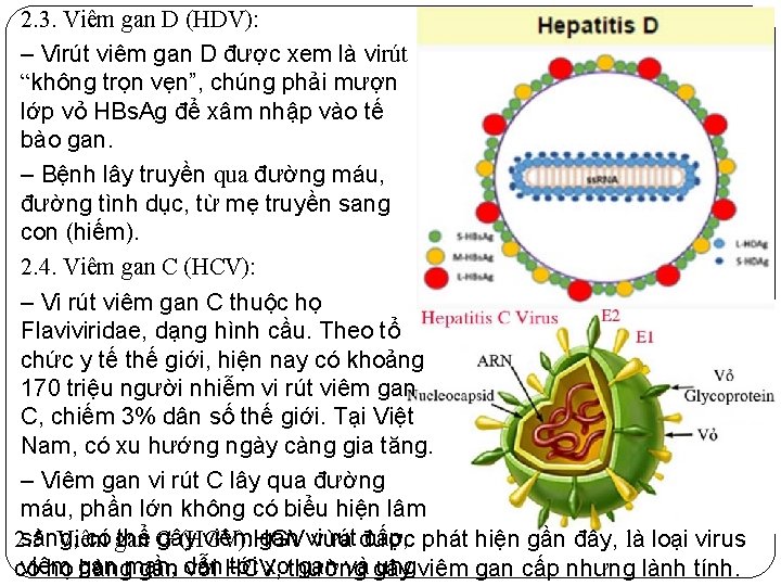 2. 3. Viêm gan D (HDV): ‒ Virút viêm gan D được xem là