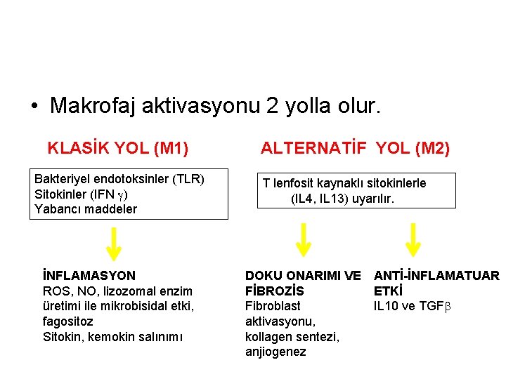  • Makrofaj aktivasyonu 2 yolla olur. KLASİK YOL (M 1) Bakteriyel endotoksinler (TLR)