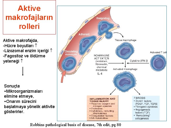 Aktive makrofajların rolleri Aktive makrofajda, -Hücre boyutları -Lizozomal enzim içeriği -Fagositoz ve öldürme yeteneği