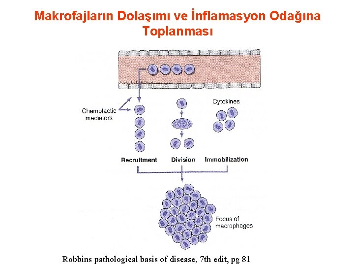 Makrofajların Dolaşımı ve İnflamasyon Odağına Toplanması Robbins pathological basis of disease, 7 th edit,