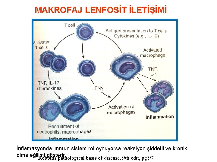 MAKROFAJ LENFOSİT İLETİŞİMİ İnflamasyonda immun sistem rol oynuyorsa reaksiyon şiddetli ve kronik olma eğilimi