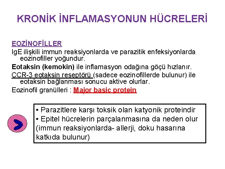 KRONİK İNFLAMASYONUN HÜCRELERİ EOZİNOFİLLER Ig. E ilişkili immun reaksiyonlarda ve parazitik enfeksiyonlarda eozinofiller yoğundur.