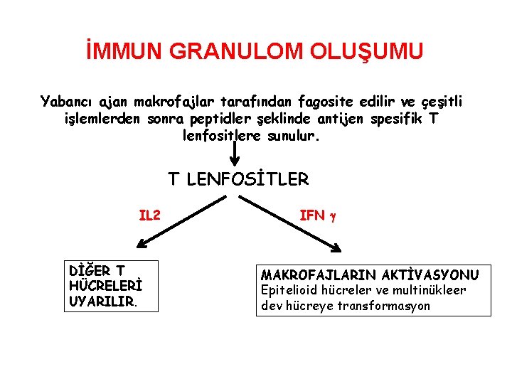 İMMUN GRANULOM OLUŞUMU Yabancı ajan makrofajlar tarafından fagosite edilir ve çeşitli işlemlerden sonra peptidler