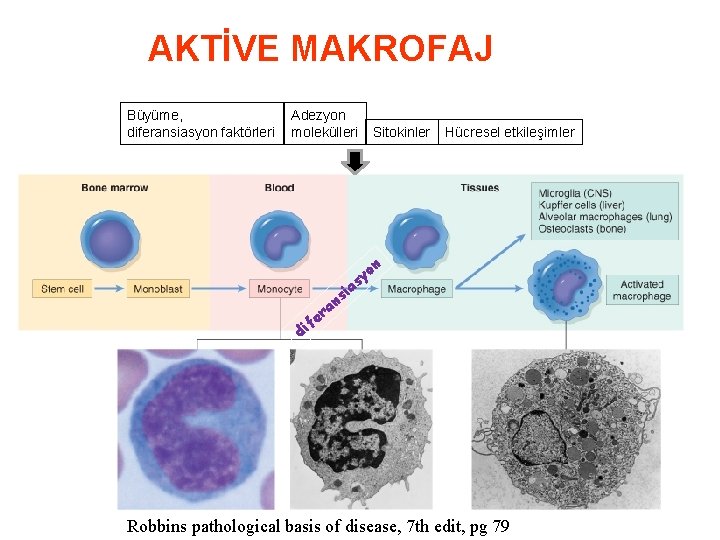 AKTİVE MAKROFAJ Büyüme, diferansiasyon faktörleri Adezyon molekülleri Sitokinler Hücresel etkileşimler n ia s an