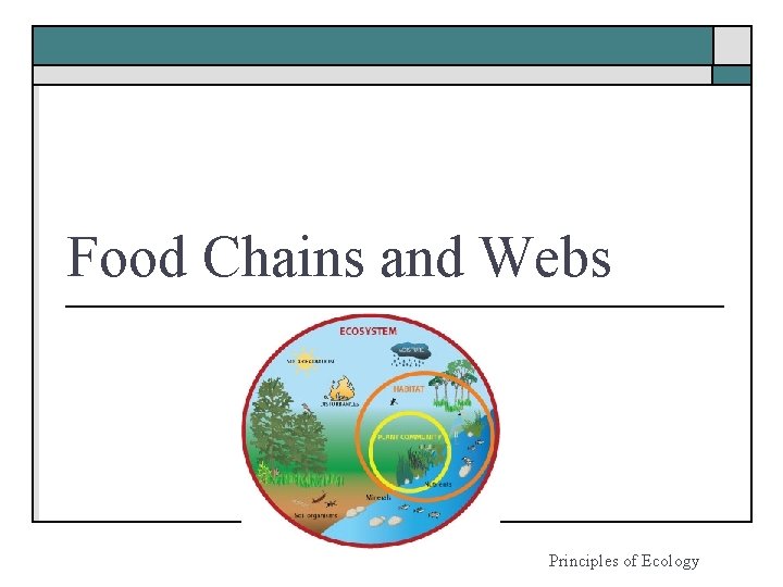 Food Chains and Webs Principles of Ecology 