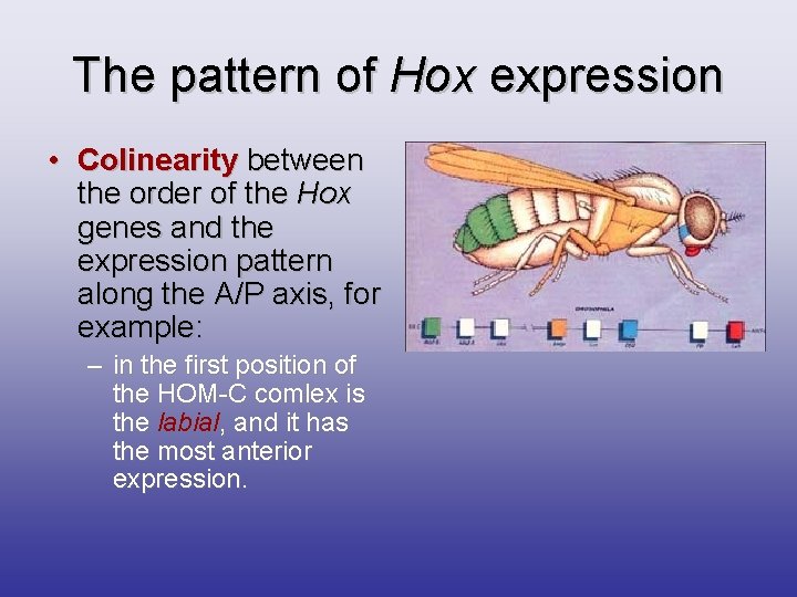 The pattern of Hox expression • Colinearity between the order of the Hox genes