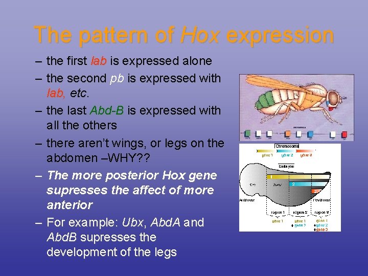 The pattern of Hox expression – the first lab is expressed alone – the