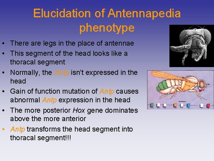 Elucidation of Antennapedia phenotype • There are legs in the place of antennae •
