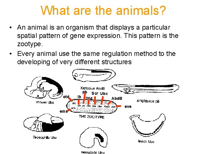 What are the animals? • An animal is an organism that displays a particular