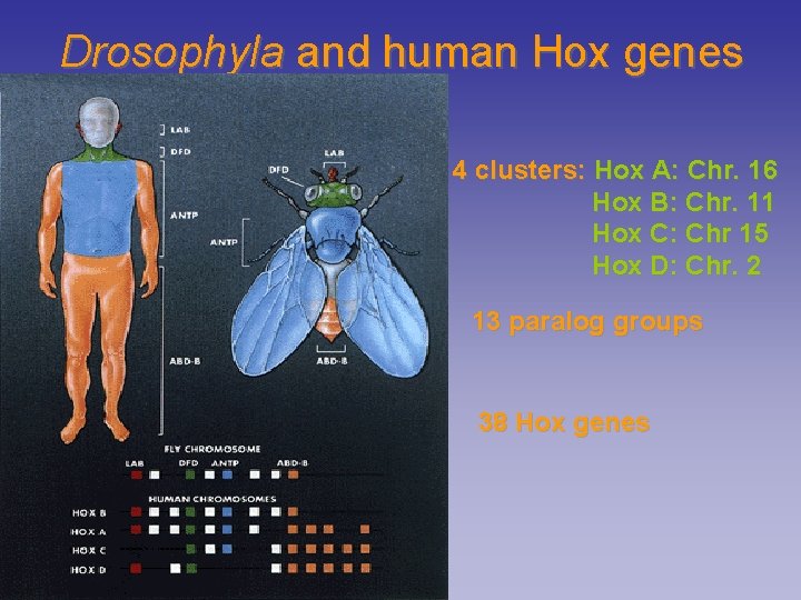 Drosophyla and human Hox genes 4 clusters: Hox A: Chr. 16 Hox B: Chr.