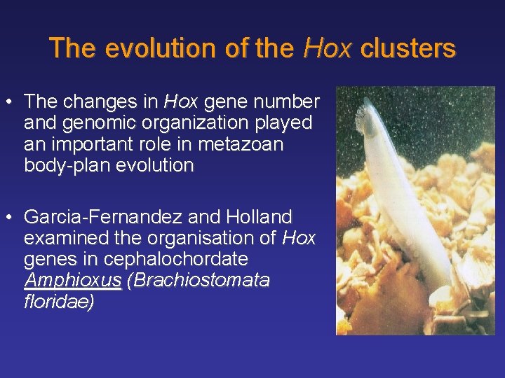 The evolution of the Hox clusters • The changes in Hox gene number and