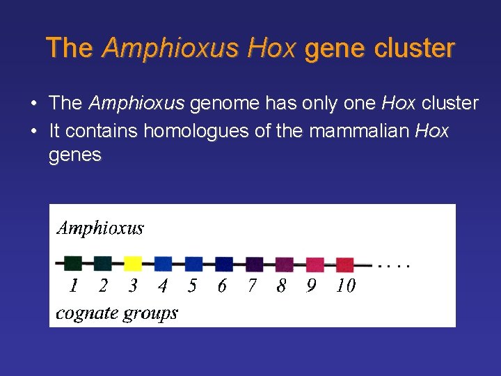 The Amphioxus Hox gene cluster • The Amphioxus genome has only one Hox cluster