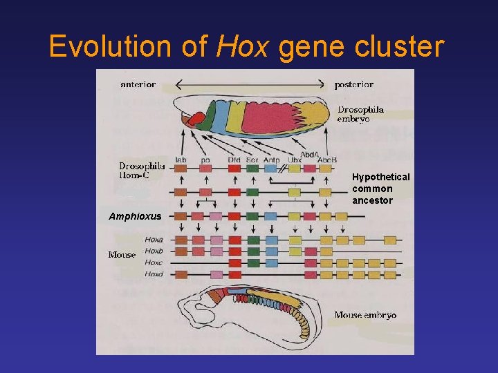 Evolution of Hox gene cluster Hypothetical common ancestor Amphioxus 